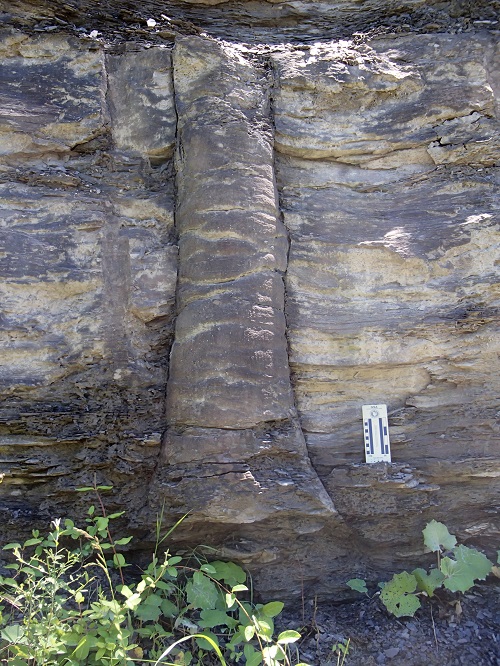 Upright (Standing) Fossil Tree Stumps, Fossils, Kentucky Geological
